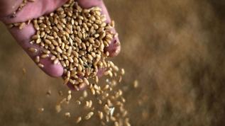 İrmik neden üretilir?