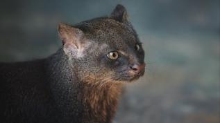 Tayland'da düz başlı kediler 29 yıl sonra yeniden görüntülendi