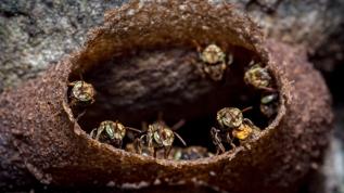 Amazon'da iğnesiz arılara yasal koruma! Dünya tarihinde bir ilk