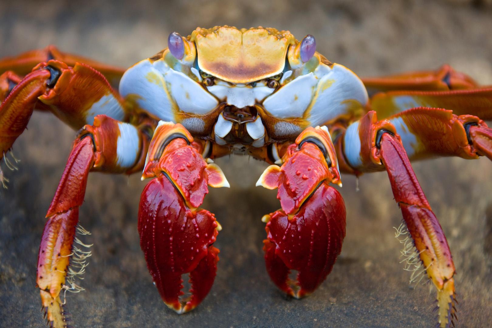 Deniz ürünlerinde şok gerçek! Yengeçler kaynar suda ne hissediyor?
