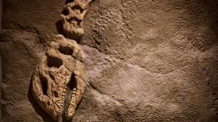 Hindistan'daki linyit madeninde keşfedilen dev yılan fosili şaşırttı