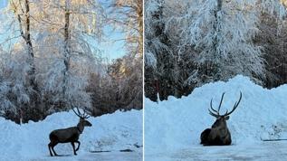 Karla kaplanan yaylada gezen kızıl geyik görüntülendi