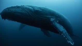 NASA'nın Aqua uydusu balinaların gizli yemeğini keşfetti