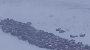 Artvin'de çığ meydana geldi! Olay yerinden 24 TV'ye özel görüntüler