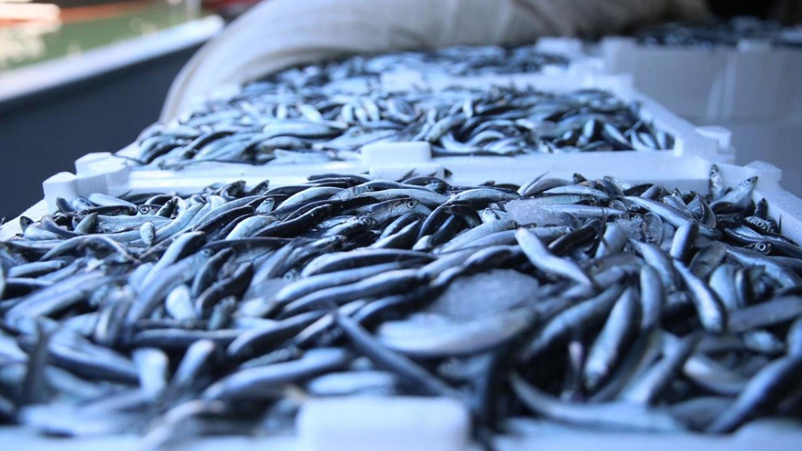 Balık üretiminde geçen yıl cumhuriyet tarihinin rekoru kırıldı