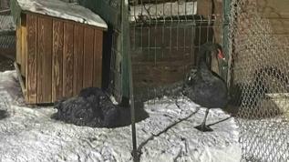 Ankara'da kar yağışının ardından hava sıcaklığı eksi 11 dereceye kadar düştü