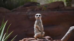 Mirketler neden dans ediyor? Bilim insanları şaşkın!