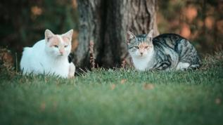 Kediler birbirlerini nasıl anlar?