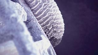 Böceği istilasına karşı mantarlarla savaş başlıyor! Sonuçlar şaşırtıcı