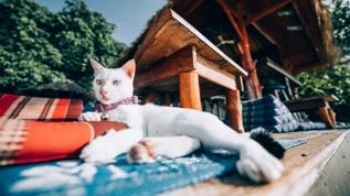 Kediniz evin gerçek sahibi mi? İşte şaşırtan detaylar