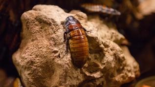 Araştırmacılar hamamböceklerinin gizli hayatta kalma yöntemini keşfetti