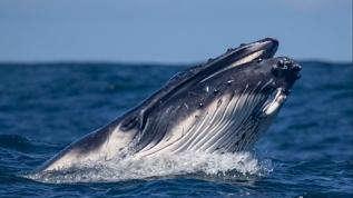 Sağ balinasının popülasyonu yavaş yavaş artıyor ancak risk devam ediyor