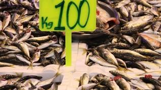 100 liradan satılıyor! Rize'de balıkçı tezgahlarında yok satıyor
