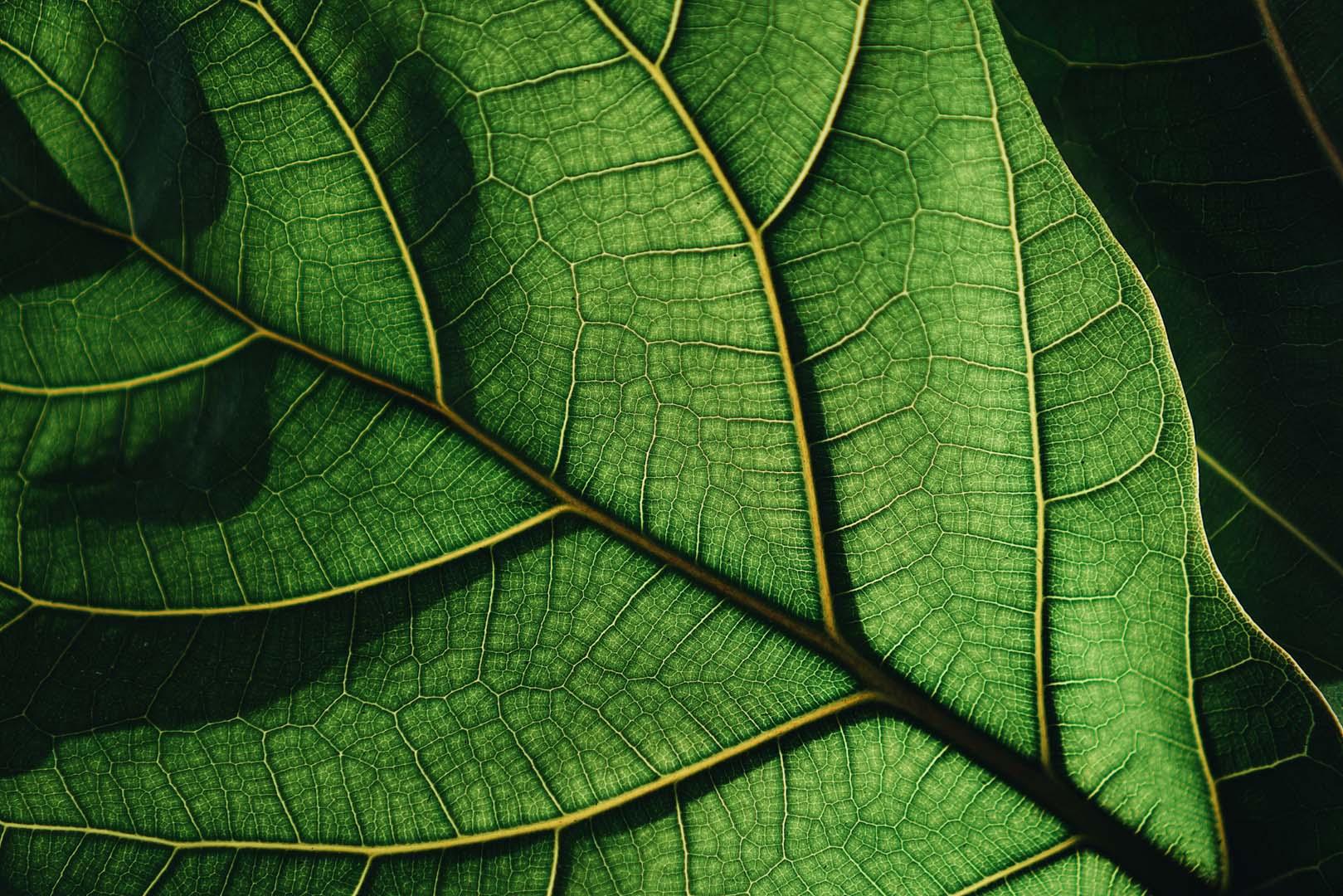 Bitkiler su tasarrufu yaparken nasıl nefes alıyor! Kuraklıkla mücadelede önemli buluş