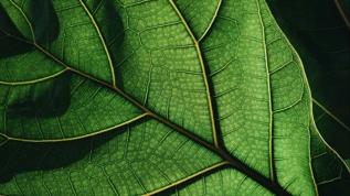 Bitkiler su tasarrufu yaparken nasıl nefes alıyor! Kuraklıkla mücadelede önemli buluş