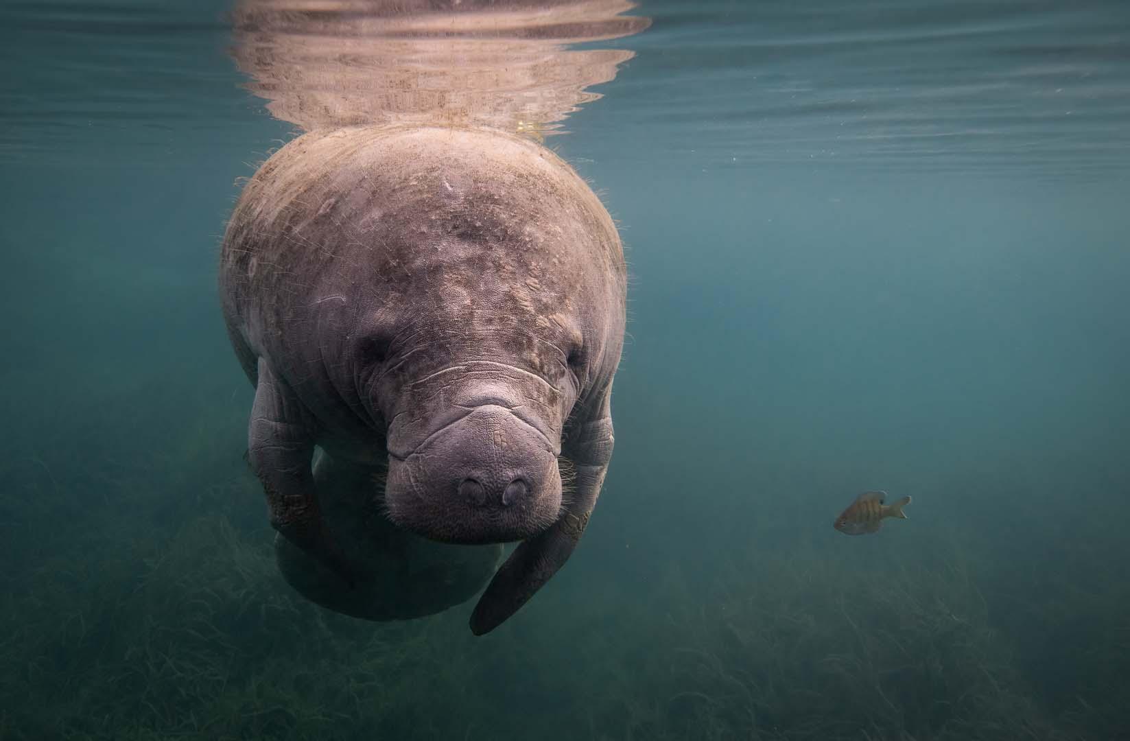 Keşfedilen deniz memelisi insanlar tarafından yok edildi