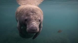 Keşfedilen deniz memelisi insanlar tarafından yok edildi