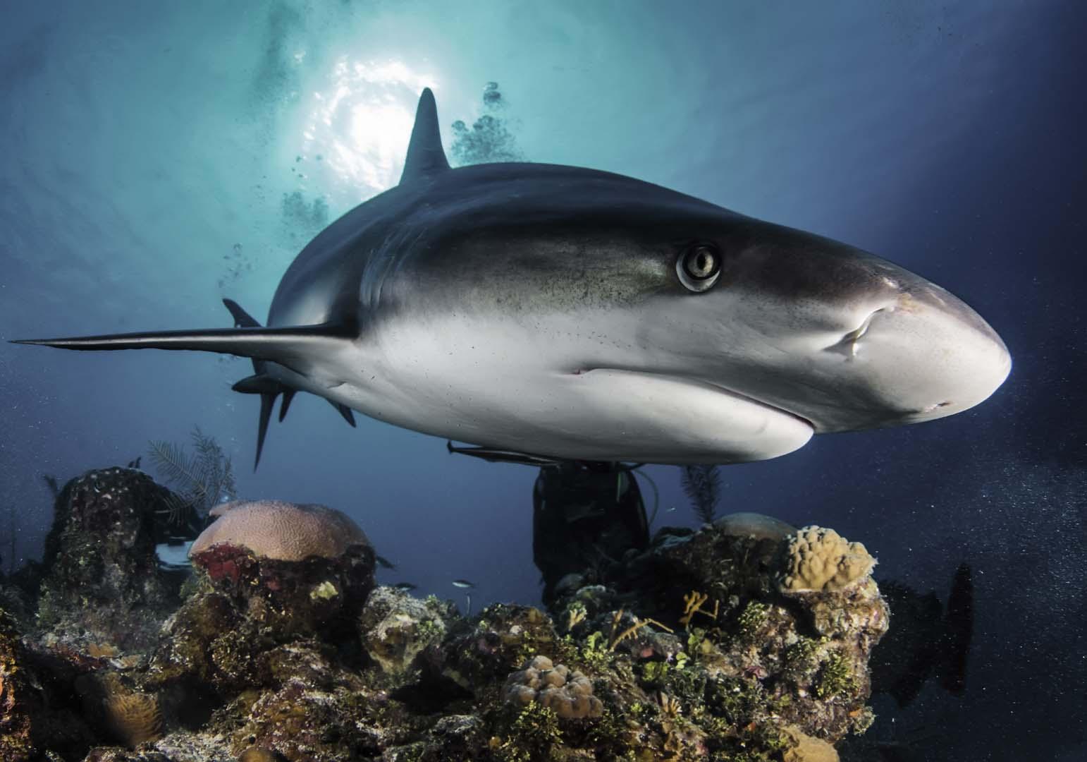 Köpekbalıkları yüzyıllar boyunca görüşünü nasıl koruyor! İnsan göz sağlığı için yeni umut