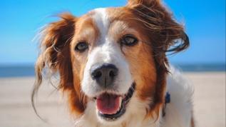 Veterinerlerden dikkat çeken uyarı! Yaşlı köpeklerde beyin hastalığına dikkat!