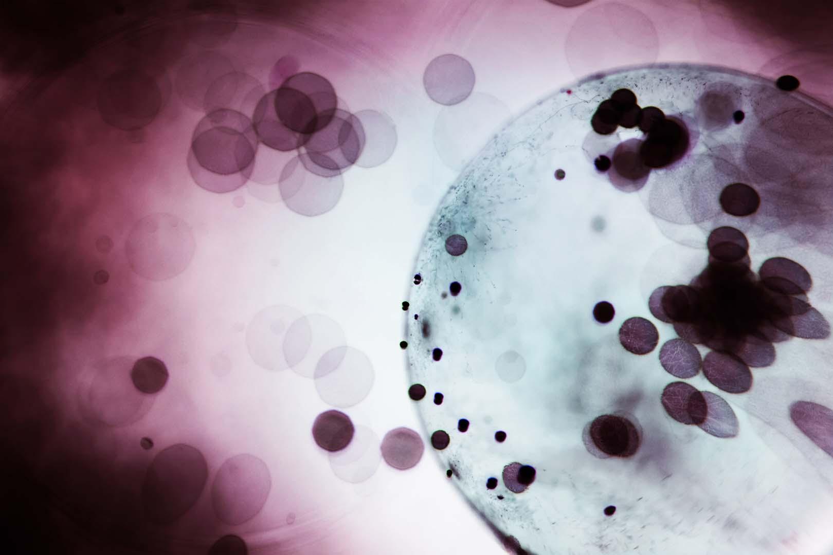 Hücre kütlesi nasıl ölçülüyor ve neden önemli