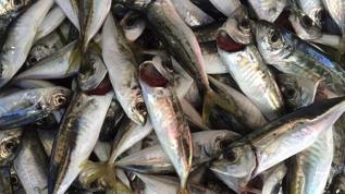 Zonguldak balık pazarında istavrit 100 liradan satılıyor