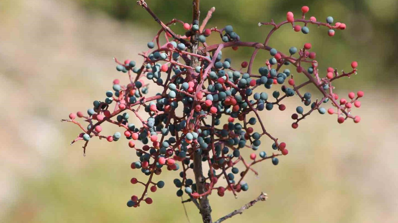 BBC'nin haber yaptığı içecek: Türkiye'de üretiliyor