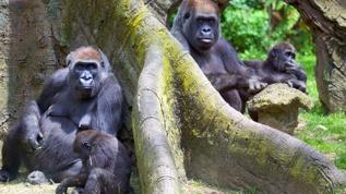 Dağ gorilleri için umut! Virunga'da ikiz doğum gerçekleşti