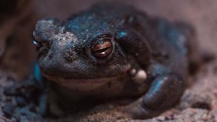 Çernobil'deki kurbağalar radyasyona karşı renk değiştirdi