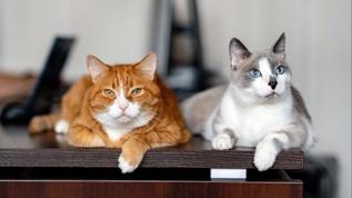 Kedi rengi kişiliğini belirliyor mu?