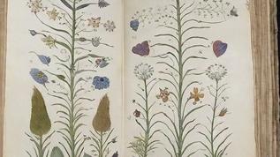 Tarihin en gizemli metni çözülüyor mu? Üniversite araştırması şok bulgular ortaya koydu