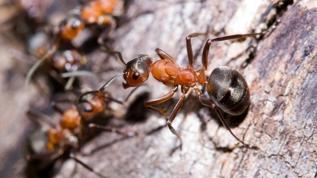 Bilim insanları karıncaların şaşırtıcı koordinasyon becerisini keşfetti
