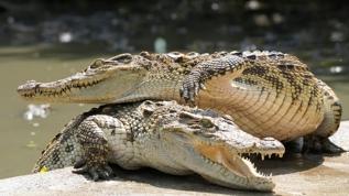 Sel sonrası timsah dehşeti: Ölü ve yaralılar var