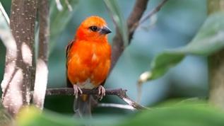 Turuncu tüyler sadece güzellik mi? Bilim insanları şaşırtıcı bir işlev keşfetti