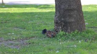 Çocuk parkında patlamamış mühimmat bulundu