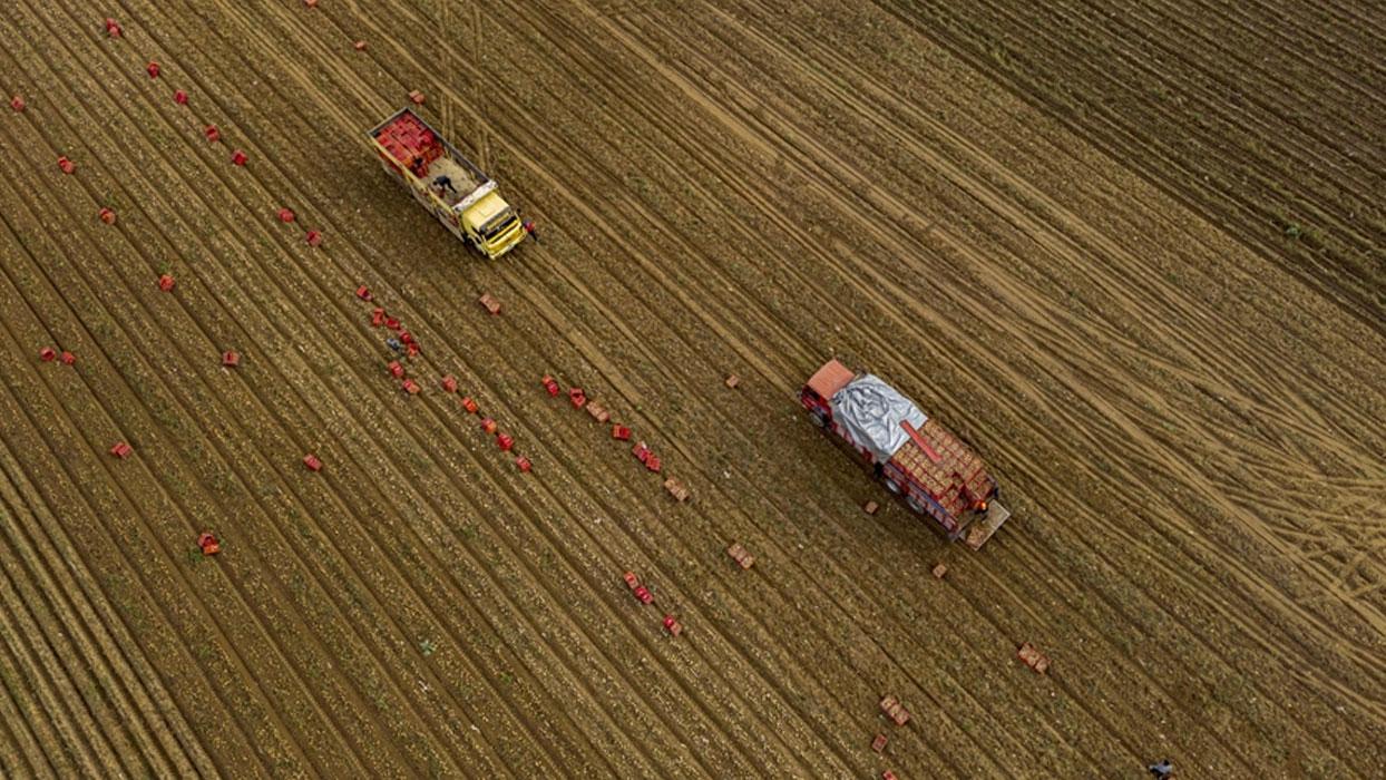 Tarım ÜFE Aralık 2025'te aylık yüzde 3,06, yıllık bazda yüzde 36,01 arttı