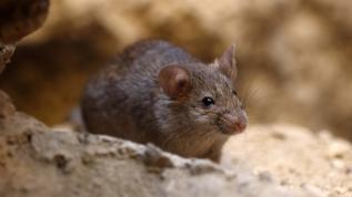 Farelerin gece kestane seçimi! Risk ve ödül arasındaki ince çizgi