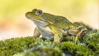 Uluslararası kurbağa ticareti gizli bir ölümcül hastalığı dünyaya taşıdı