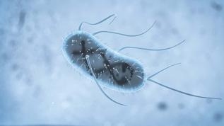 Antibiyotik dirençli mikroplarla mücadelede sentetik virüs çağı başlıyor