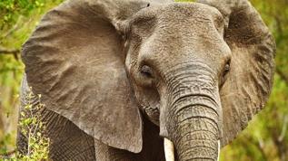 Çiftleşme dönemindeki fil Hindistan'da katliam yapıyor