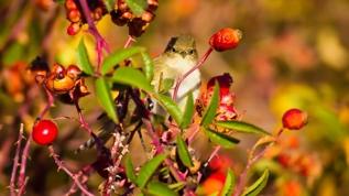 Doğanın gizli oyunu! Kuşlar, sahte meyvelerle nasıl tuzağa düşüyor?