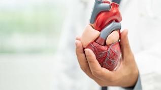 Kalp dokusunun krizden sonra yenilenebileceği keşfedildi