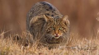 Yaban kedisi Avrupa'da yeniden mi çoğalıyor? Uzmanlardan dikkat çeken açıklamalar