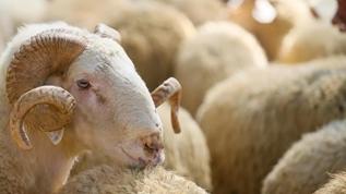 Kurban Bayramı ne zaman? 2026 Diyanet bayram günleri…