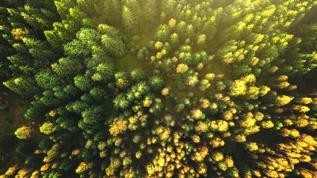 Yapay zeka ormanlarda ağaç tespitini nasıl dönüştürüyor?