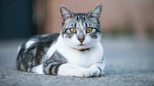 Kedilerde sevgi yolculuğu! Bir insanla bağ kurmanın 5 aşaması