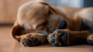 Köpek sahiplerini şaşırtan gerçek! Neden hep yanımızda uyumak istiyorlar?