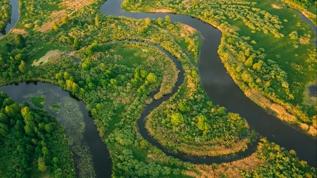 Sarı humma Amazon'un kapısında! Kentleşme eski hastalığı geri mi getiriyor?