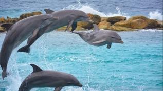 Yunusların şaşırtan yeteneği1 Elektrik alanlarını algılayabiliyorlar