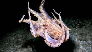 Ahtapotların gizli iletişimi! Işığın polarizasyonunu kullanıyorlar