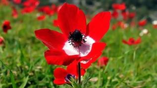 2026 ilk cemre ne zaman düşüyor? Havalar ne zaman ısınacak?